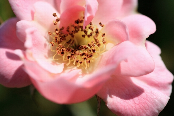 Blossom plant photography flower Photo