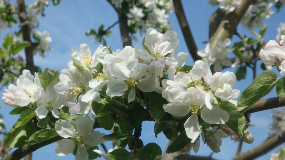 Apple ramo fiore pianta