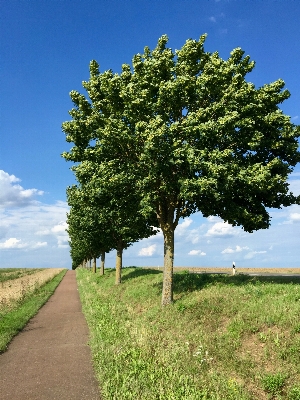 Landschaft baum natur anlage Foto