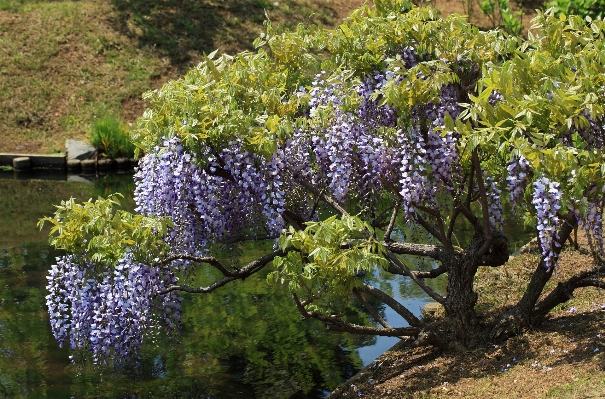 Blossom plant flower high Photo