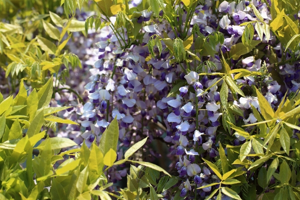 Blossom plant meadow leaf Photo