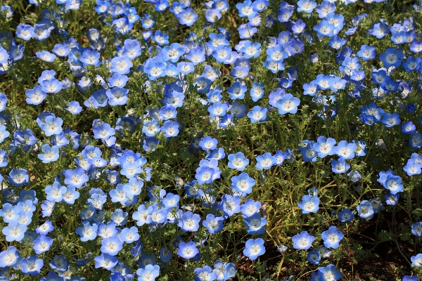 Blossom plant meadow flower Photo