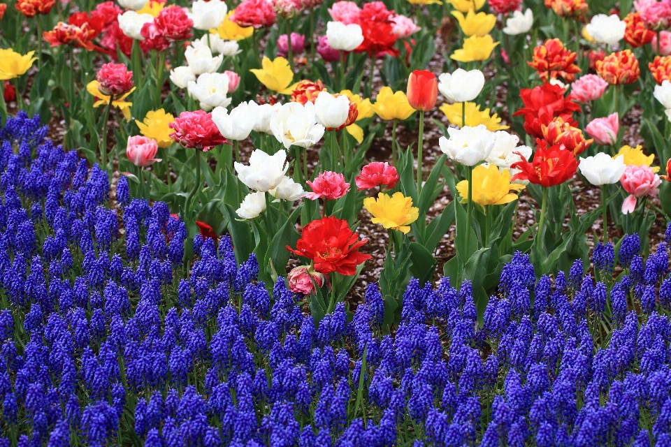 Blüte anlage feld wiese
