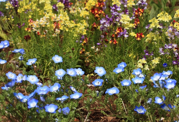 Blossom plant lawn meadow Photo