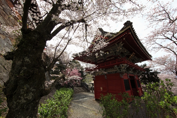 Tree architecture plant flower Photo