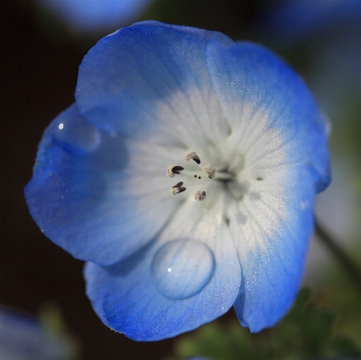 Nature blossom plant photography Photo