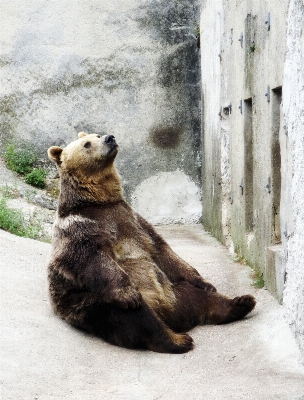 Bear wildlife zoo mammal Photo