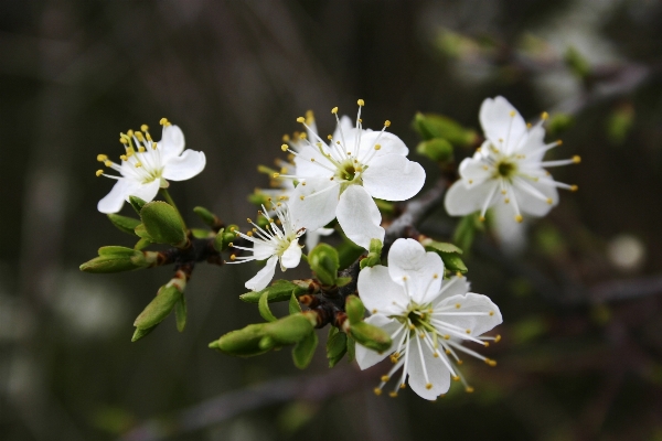 Foto Filial florescer plantar fruta