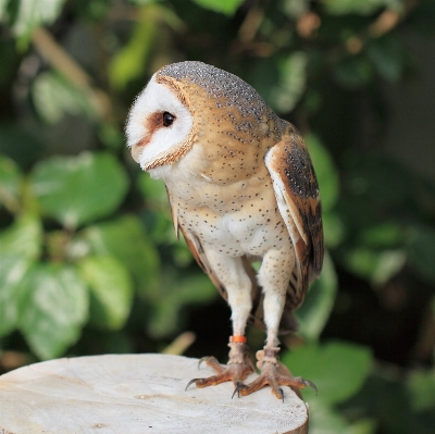 Branch bird barn wildlife Photo