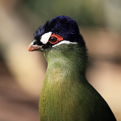 Photo Oiseau faune haut le bec