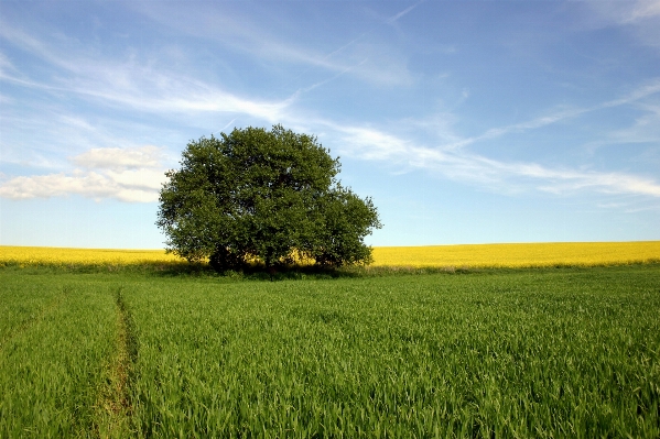 Landscape tree grass horizon Photo