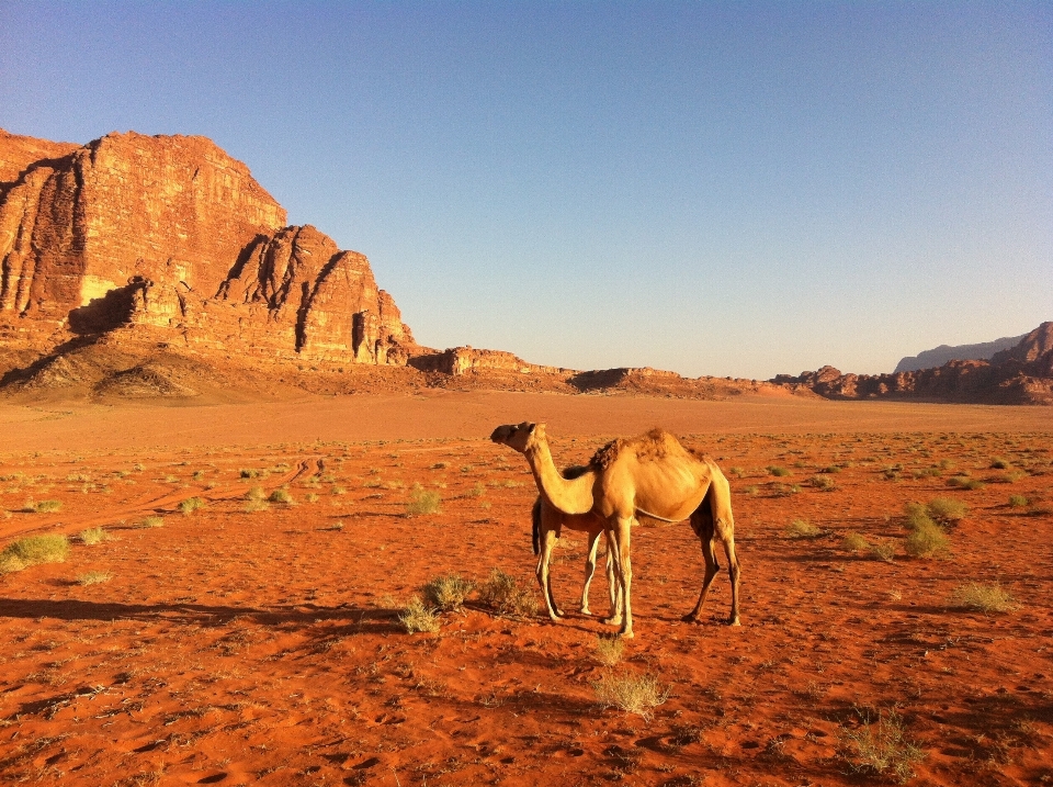 Paisagem região selvagem
 deserto camelo