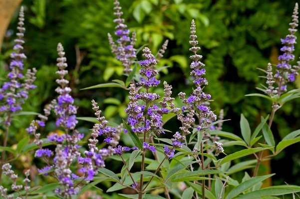 Nature branch blossom plant Photo