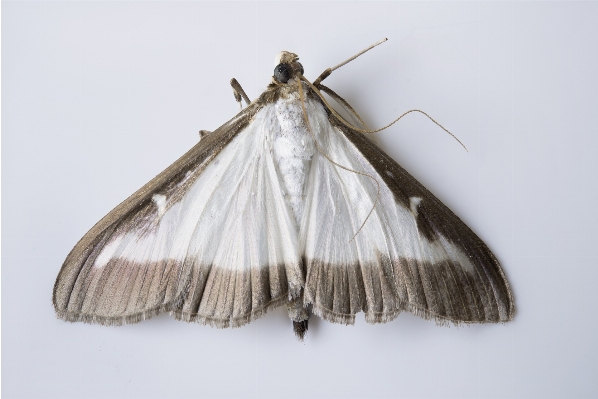 Wing white insect macro Photo