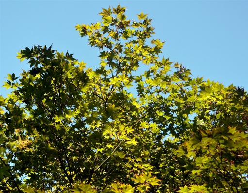 Tree nature branch plant Photo