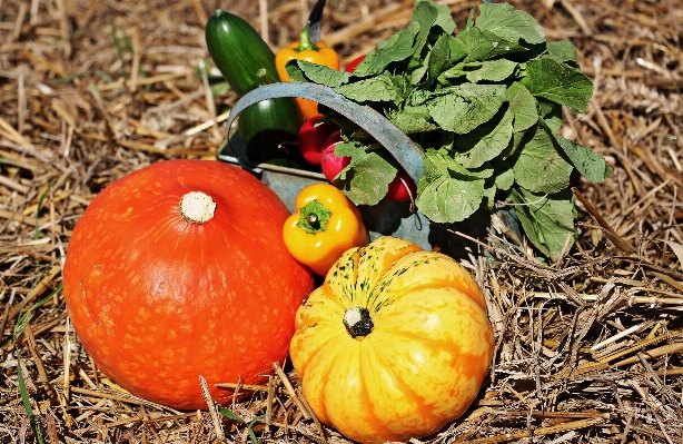 Nature plant field fruit Photo