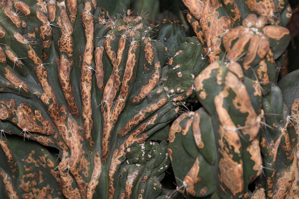 Tree nature branch cactus Photo