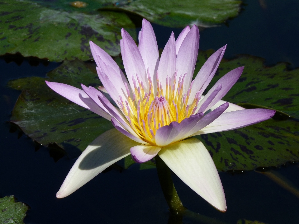 Agua naturaleza florecer planta