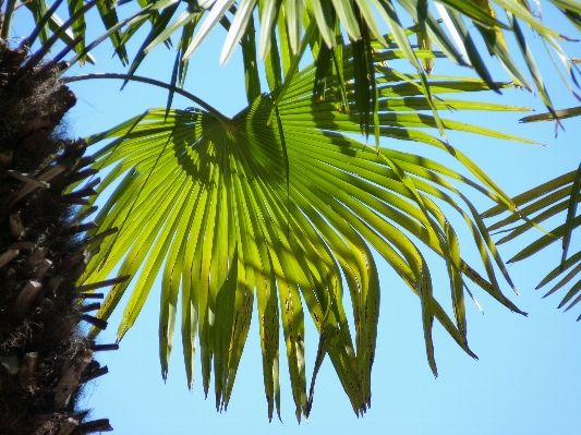 Tree branch structure plant Photo