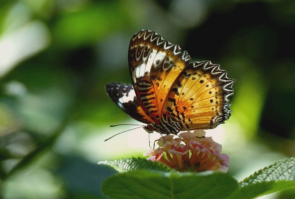 Photo Nature fleurir aile la photographie