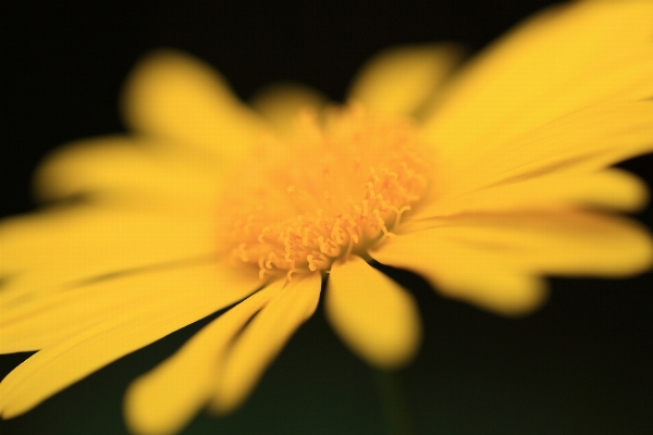 Nature blossom plant photography Photo