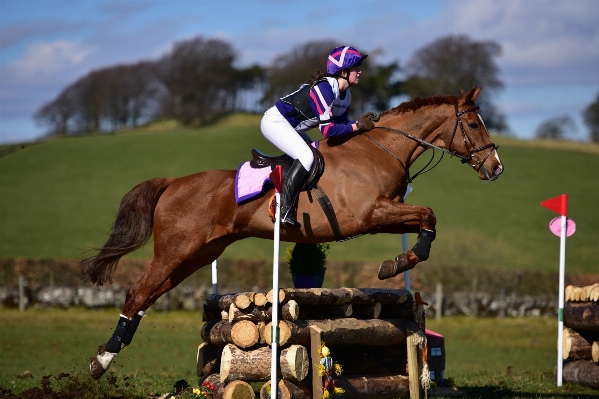 Sport field animal jump Photo