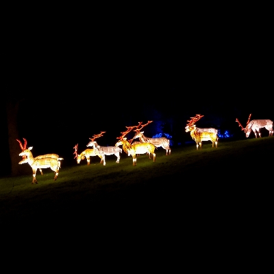 Photo Extérieur lumière nuit cerf