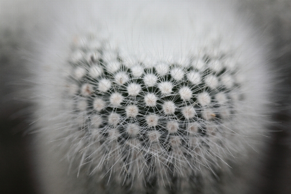 Foto Natureza cacto
 preto e branco
 plantar