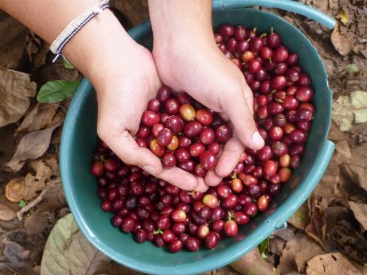 Coffee plant fruit berry Photo