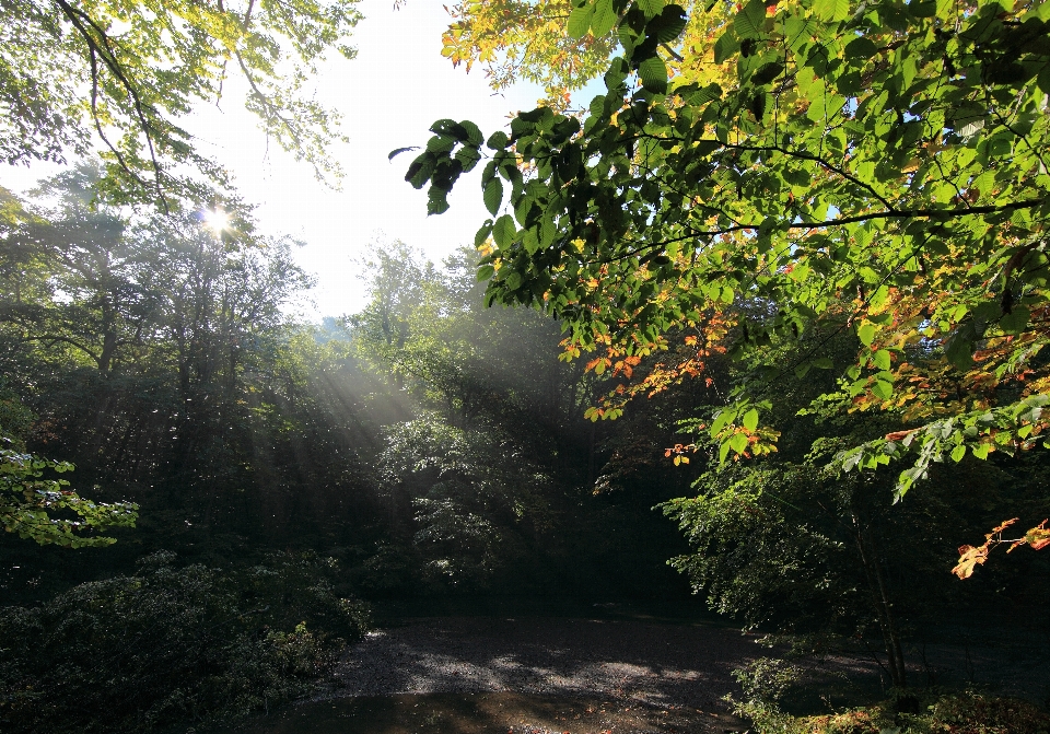 Tree nature forest branch