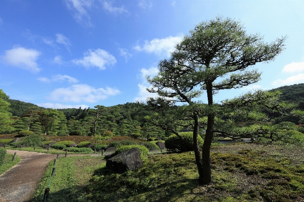 Landscape tree nature forest Photo