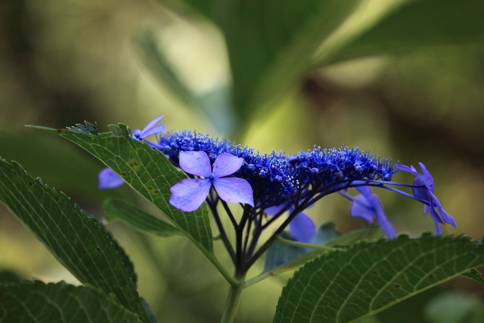 自然 植物 花 高い