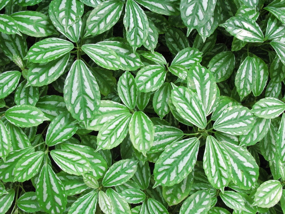 Planta hoja flor follaje