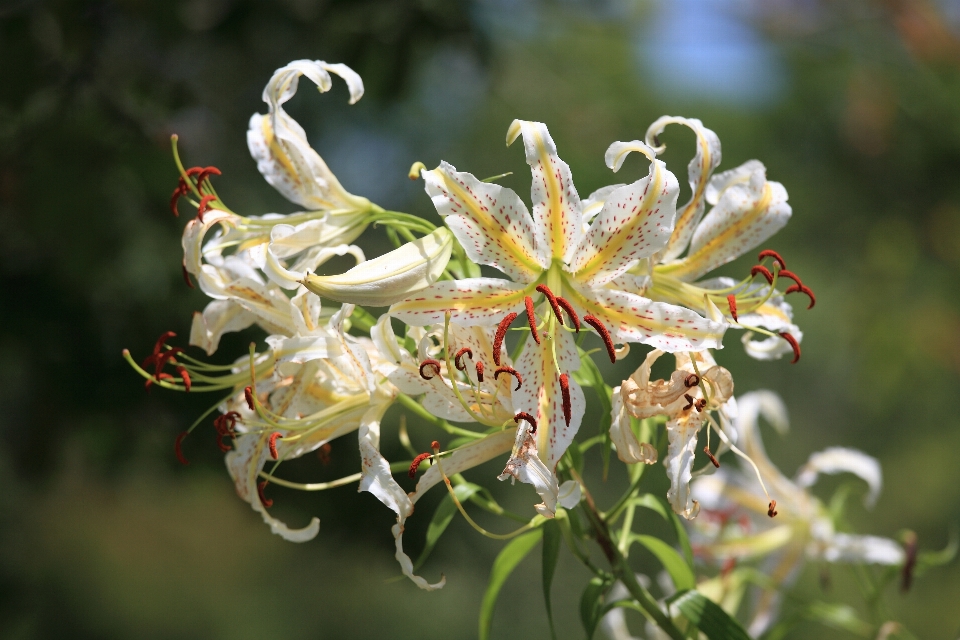 árbol naturaleza rama florecer