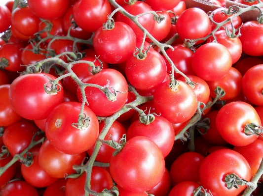 Photo Nature usine vine fruit