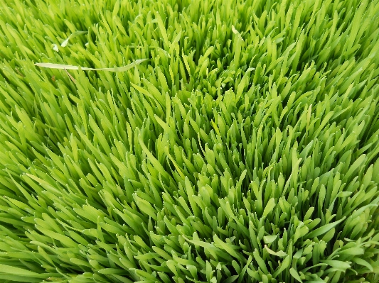 Nature grass outdoor plant Photo