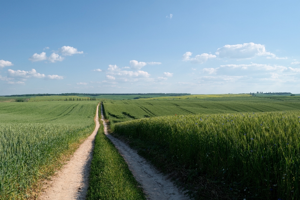 Landschaft natur gras horizont