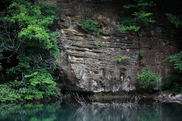 Tree water nature forest Photo