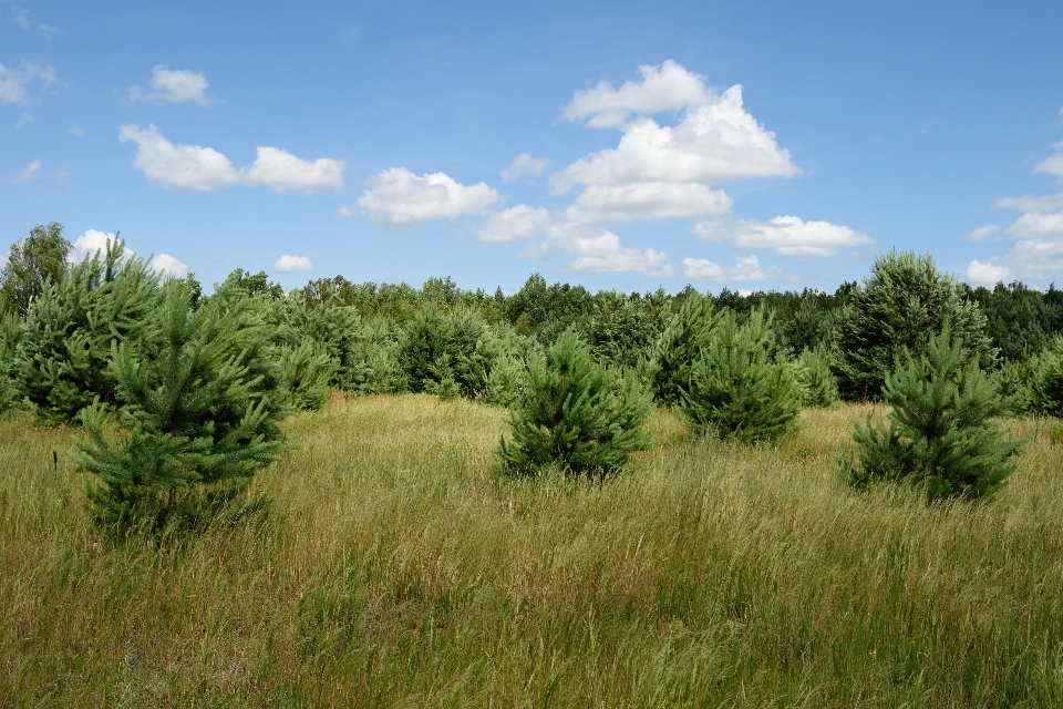 Landscape tree nature forest