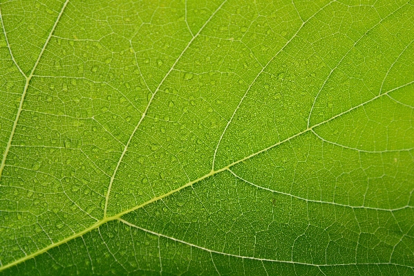 Baum gras zweig anlage Foto