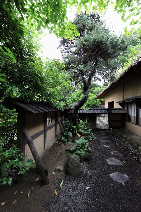 Baum die architektur anlage haus