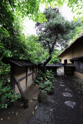 Tree architecture plant house Photo