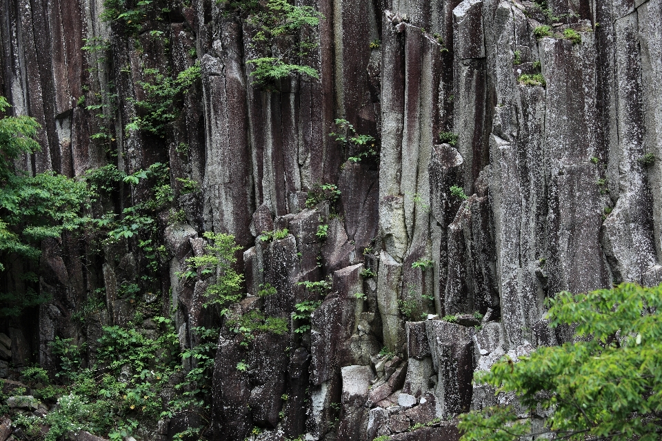 Paisagem árvore floresta rock