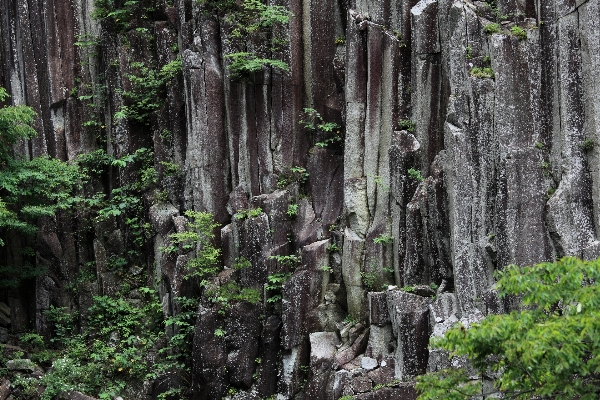 風景 木 森 rock 写真