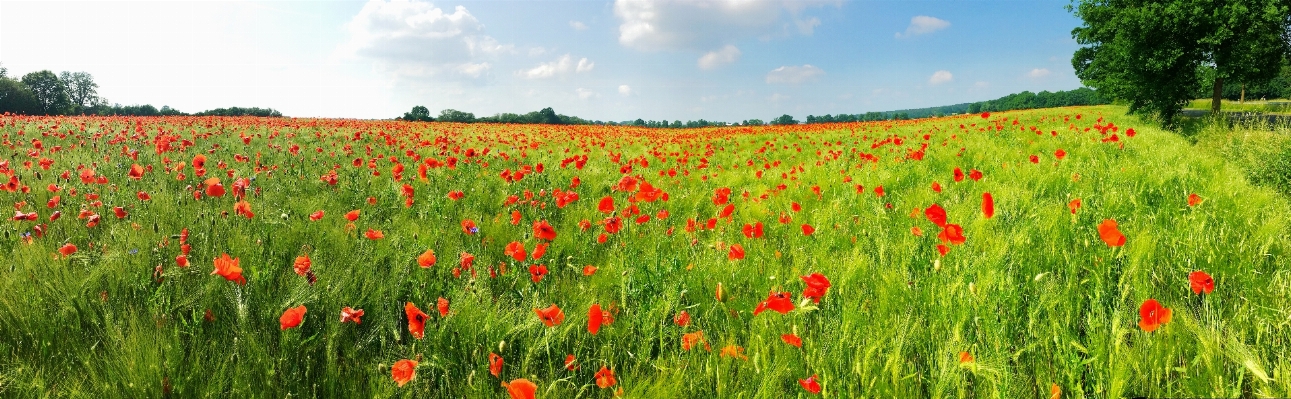 Nature grass plant field Photo