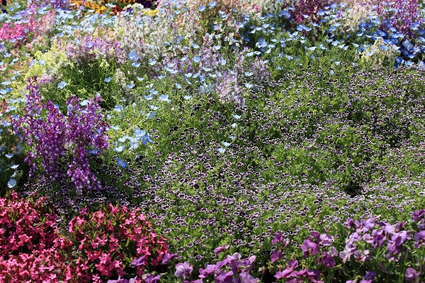 Blossom plant meadow flower Photo