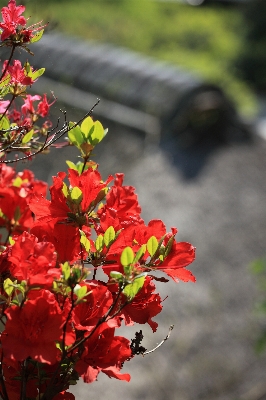 Tree nature branch blossom Photo