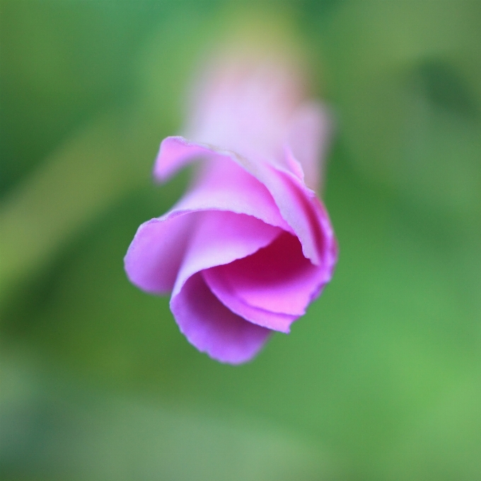 Blossom plant photography leaf