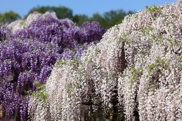 花 植物 草原
 高い 写真