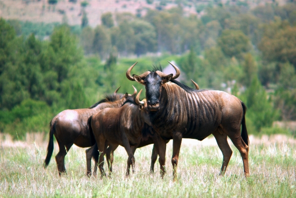 Meadow game adventure animal Photo